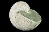 Fossil Nautilus (Cymatoceras) - Madagascar #140436-1
